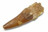 Cretaceous Fossil Crocodylomorph Tooth - Morocco #292249-1